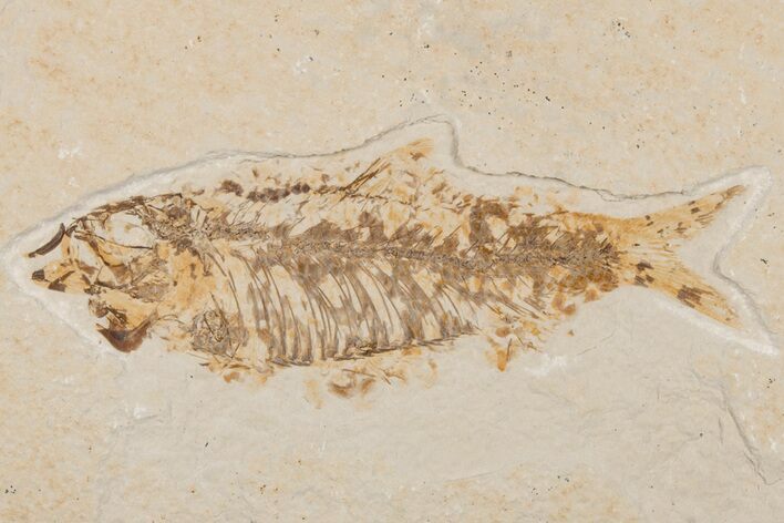 Detailed Fossil Fish (Knightia) - Wyoming #204477
